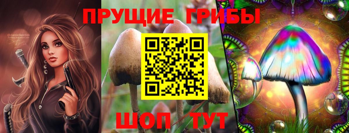Галлюциногенные грибы Psilocybe Волгоград